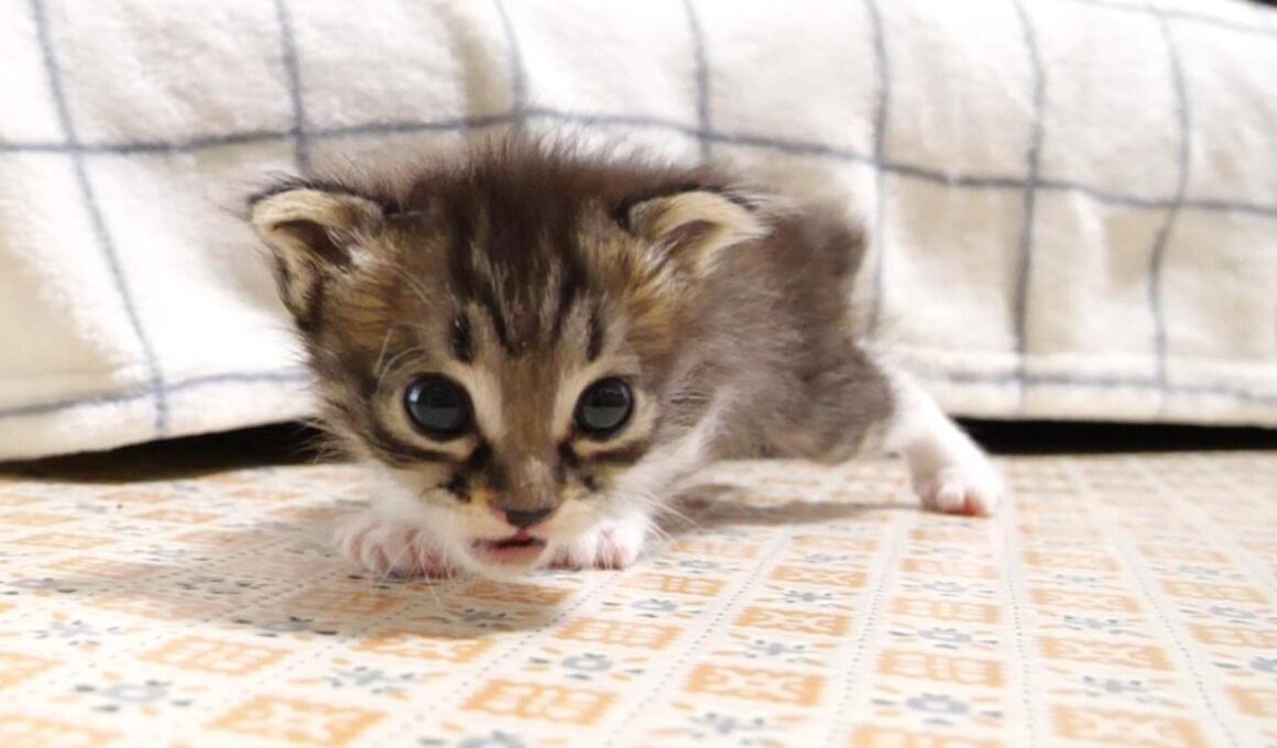 ソファーから落っこちた赤ちゃん子猫がママを探して甘えん坊に？【赤ちゃん猫　保護猫】