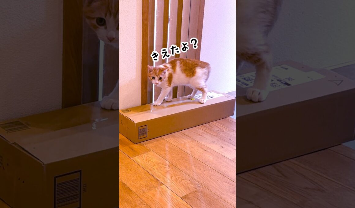 あれれ？いなくなっちゃった💦 #にこねこ