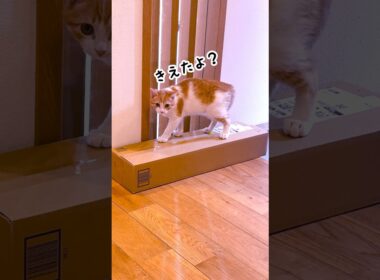 あれれ？いなくなっちゃった💦 #にこねこ