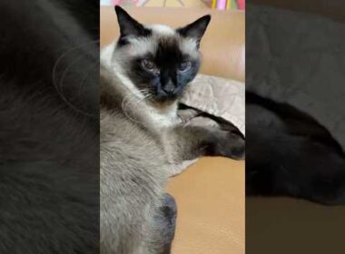 シャム猫のふくさん【たぬき猫】 #cat #しゃむねこ #猫のいる暮らし #猫好きさんと繋がりたい #ねこ #cutecat #cat