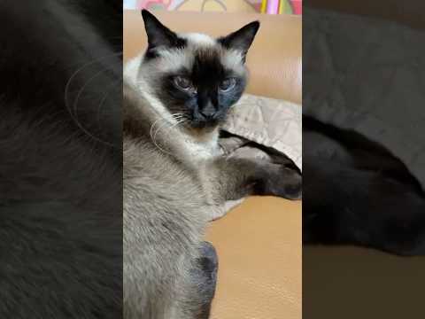 シャム猫のふくさん【たぬき猫】 #cat #しゃむねこ #猫のいる暮らし #猫好きさんと繋がりたい #ねこ #cutecat #cat