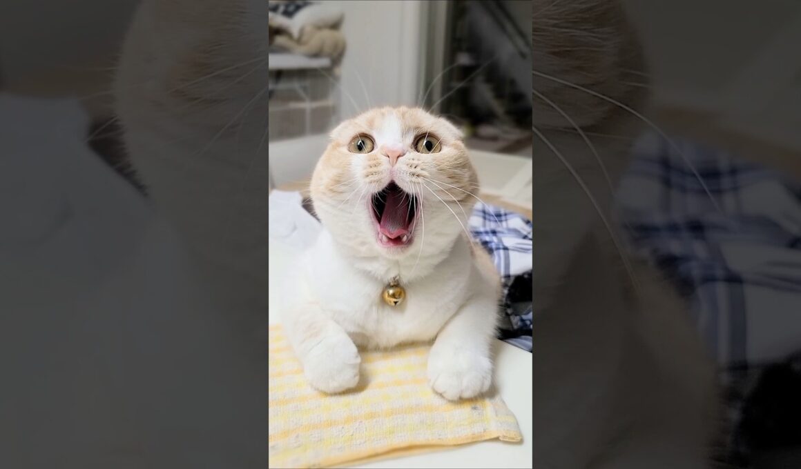 生まれて初めて洗い物をみた猫はこうなる...笑#shorts