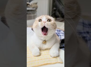 生まれて初めて洗い物をみた猫はこうなる...笑#shorts