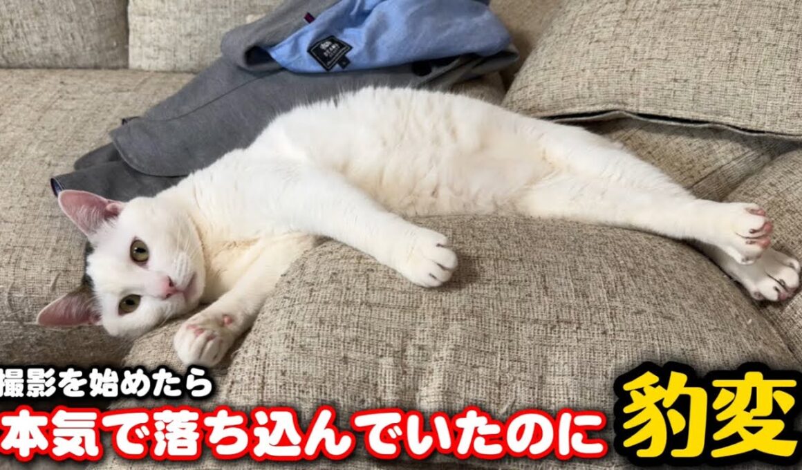 怒られて落ち込んでた猫にカメラを向けたら…