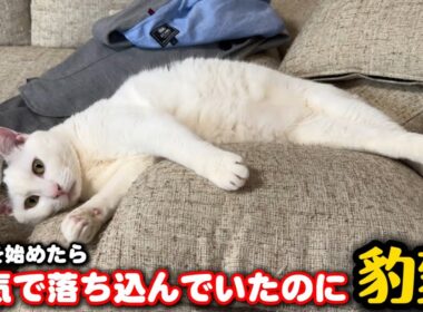 怒られて落ち込んでた猫にカメラを向けたら…