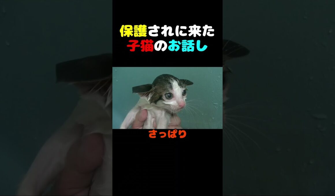 保護されに来た子猫のお話し #猫 #子猫 #kitten  #保護猫