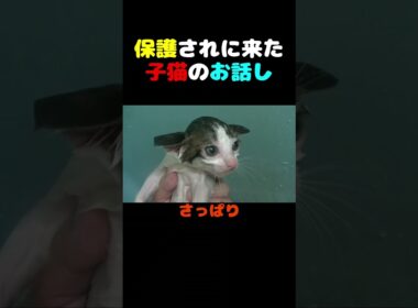 保護されに来た子猫のお話し #猫 #子猫 #kitten  #保護猫