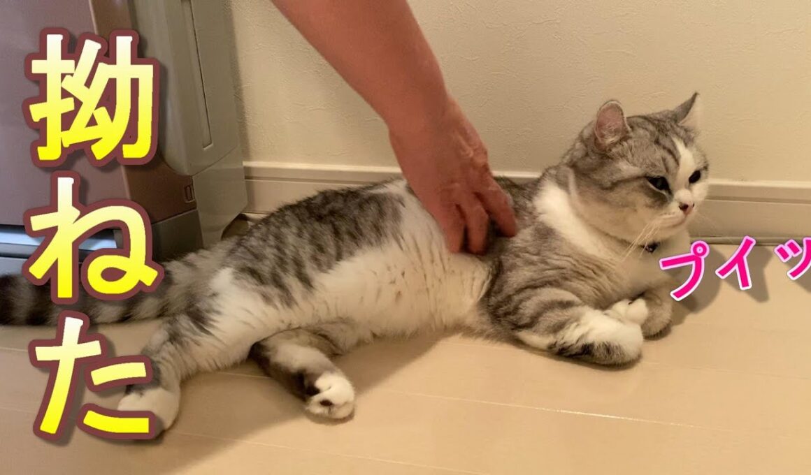 猫を12時間もお留守番させてしまったらめっちゃ拗ねてた【アメリカンカール】