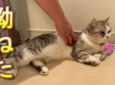 猫を12時間もお留守番させてしまったらめっちゃ拗ねてた【アメリカンカール】