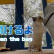 バーマン猫ラフとウリとガブ【袋開けるよ】I'll open the bag（バーマン猫）Birman/Cat