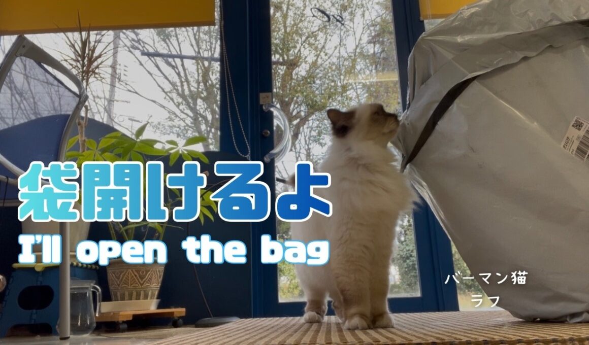 バーマン猫ラフとウリとガブ【袋開けるよ】I'll open the bag（バーマン猫）Birman/Cat