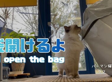 バーマン猫ラフとウリとガブ【袋開けるよ】I'll open the bag（バーマン猫）Birman/Cat