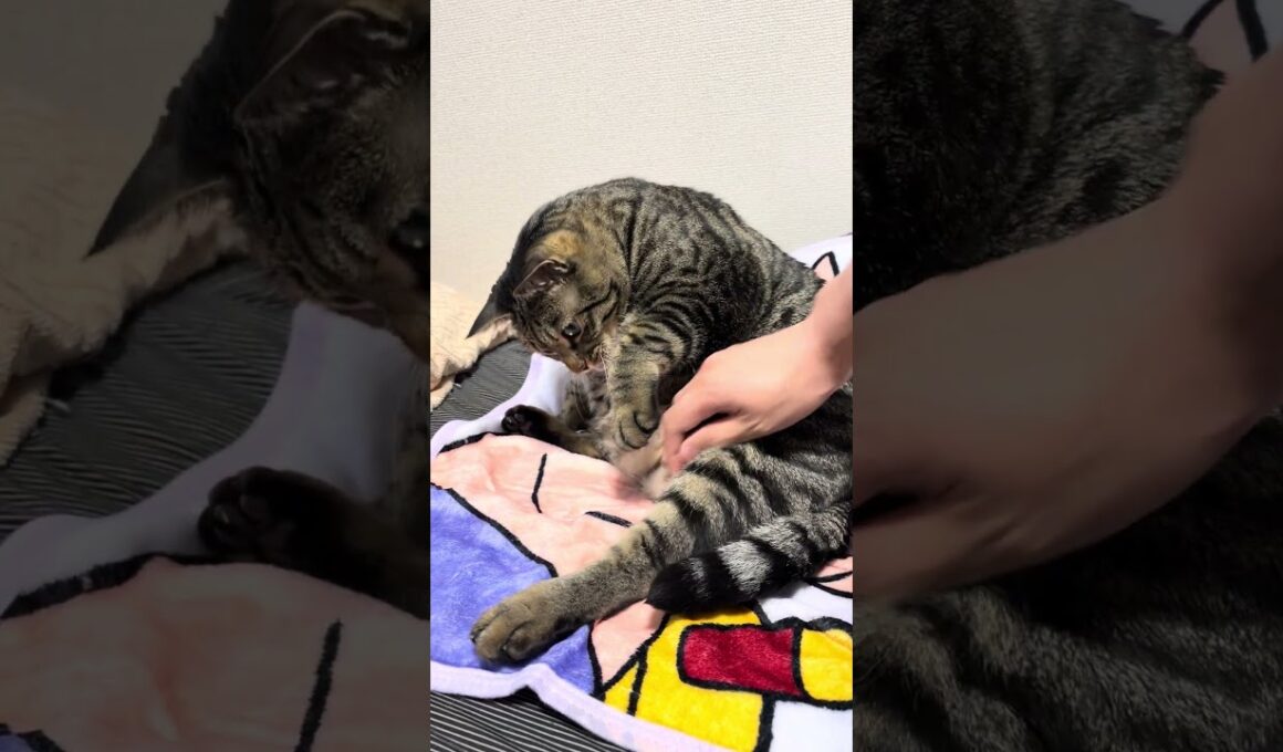 ストレッチシマン