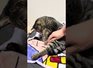 ストレッチシマン