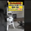 【ちっちゃな暴君】大型犬の兄弟たちに果敢に挑む、メインクーンの仔猫✨ #shorts #ねこ #cat #メインクーン #仔猫 #大型犬 #ほっこり #青山龍星