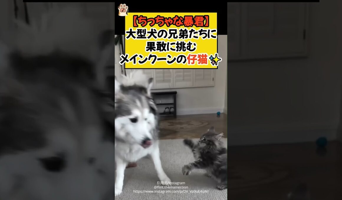 【ちっちゃな暴君】大型犬の兄弟たちに果敢に挑む、メインクーンの仔猫✨ #shorts #ねこ #cat #メインクーン #仔猫 #大型犬 #ほっこり #青山龍星