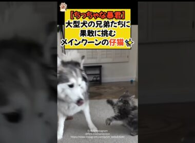 【ちっちゃな暴君】大型犬の兄弟たちに果敢に挑む、メインクーンの仔猫✨ #shorts #ねこ #cat #メインクーン #仔猫 #大型犬 #ほっこり #青山龍星