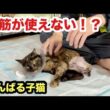 自発的におしっこできない３本足の子猫