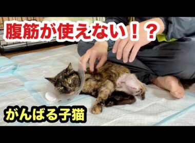 自発的におしっこできない３本足の子猫
