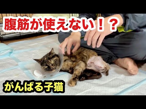 自発的におしっこできない３本足の子猫