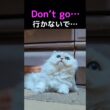ペルシャ猫ってクールじゃないの？実はこんなに甘えます💖🐱#ペルシャ猫 #猫 #猫動画 #甘えん坊 #癒し #猫のいる暮らし #かわいい猫 #猫ショート #動物動画