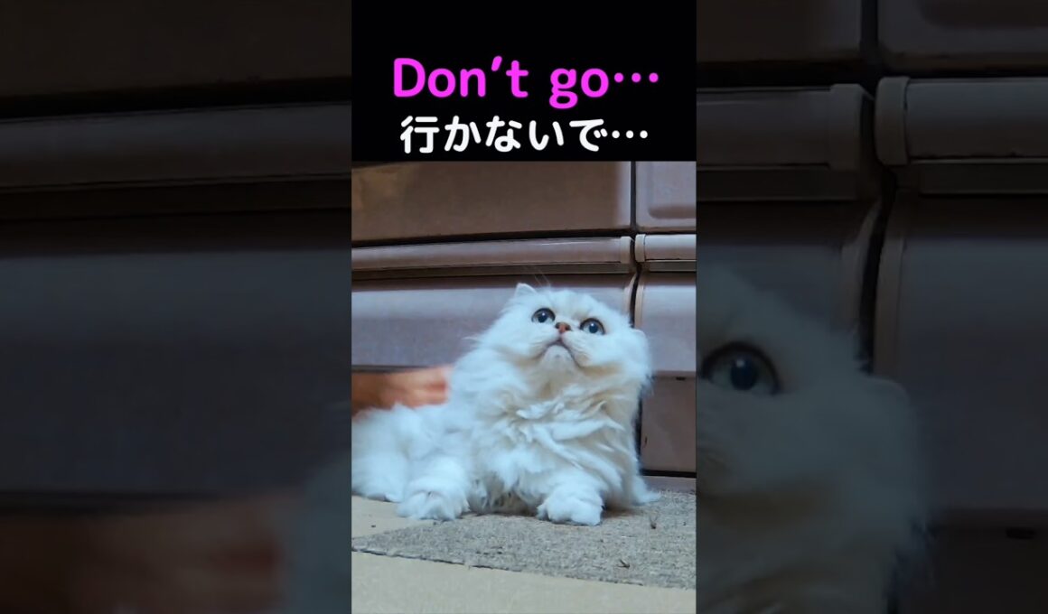 ペルシャ猫ってクールじゃないの？実はこんなに甘えます💖🐱#ペルシャ猫 #猫 #猫動画 #甘えん坊 #癒し #猫のいる暮らし #かわいい猫 #猫ショート #動物動画