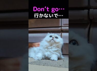 ペルシャ猫ってクールじゃないの？実はこんなに甘えます💖🐱#ペルシャ猫 #猫 #猫動画 #甘えん坊 #癒し #猫のいる暮らし #かわいい猫 #猫ショート #動物動画