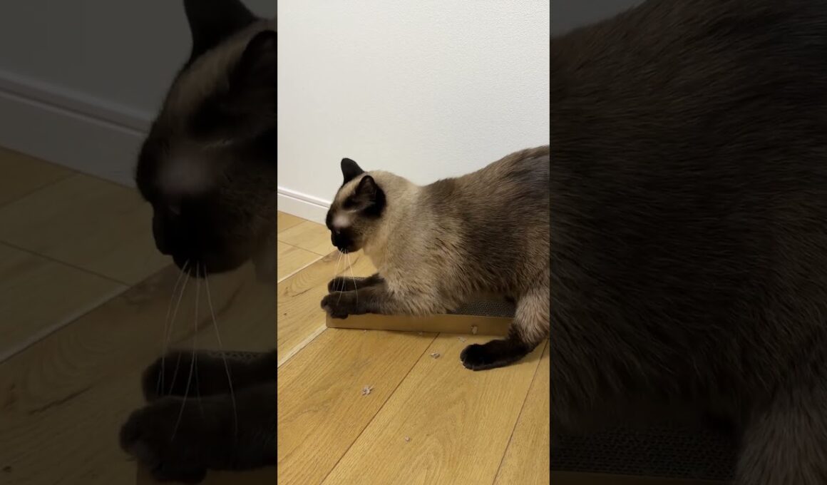 爪研ぎのシャム猫のふくさん【たぬき猫】 #cat #しゃむねこ #猫のいる暮らし #猫好きさんと繋がりたい #ねこ #cutecat #cat