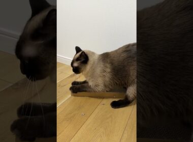 爪研ぎのシャム猫のふくさん【たぬき猫】 #cat #しゃむねこ #猫のいる暮らし #猫好きさんと繋がりたい #ねこ #cutecat #cat