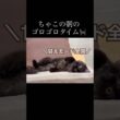【双子保護猫】子猫のゴロゴロ&甘えタイムが可愛すぎる🤦🏼‍♀️🐈‍⬛🐾