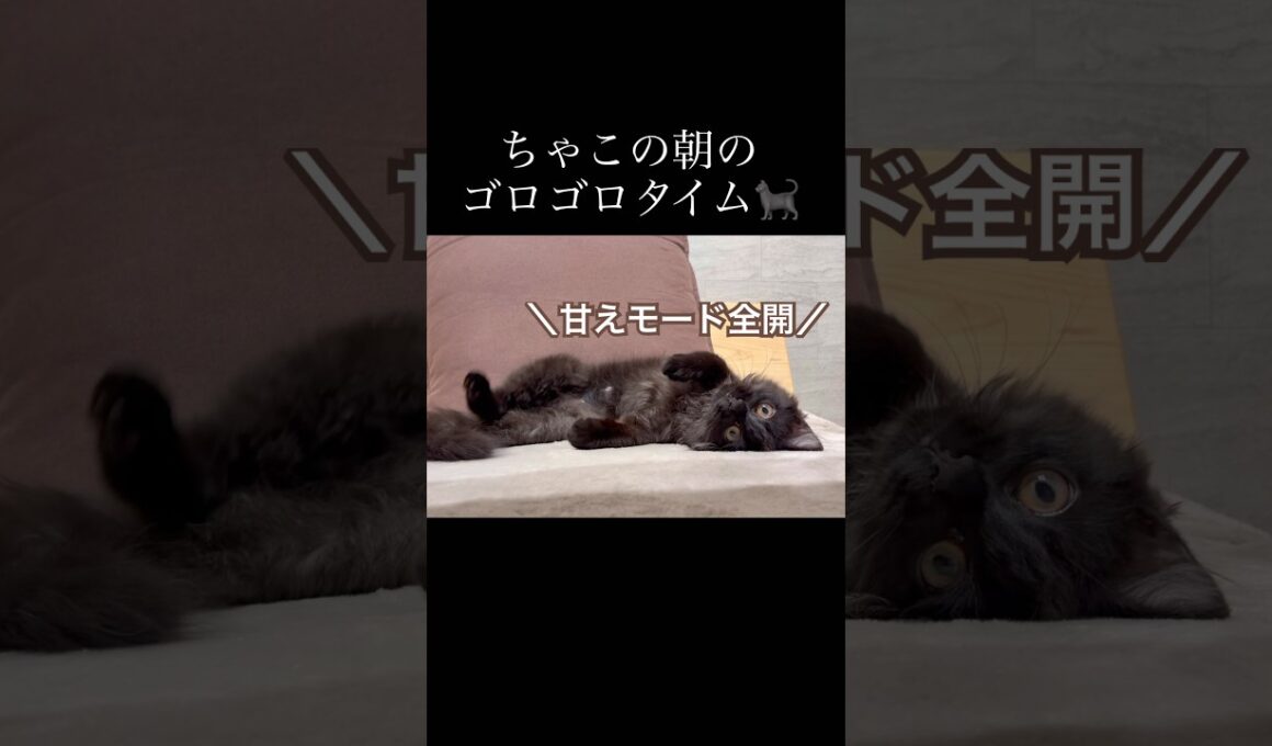 【双子保護猫】子猫のゴロゴロ&甘えタイムが可愛すぎる🤦🏼‍♀️🐈‍⬛🐾