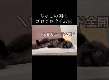 【双子保護猫】子猫のゴロゴロ&甘えタイムが可愛すぎる🤦🏼‍♀️🐈‍⬛🐾