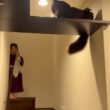 同居猫のダイエット活動を高みの見物する猫　ラガマフィン
