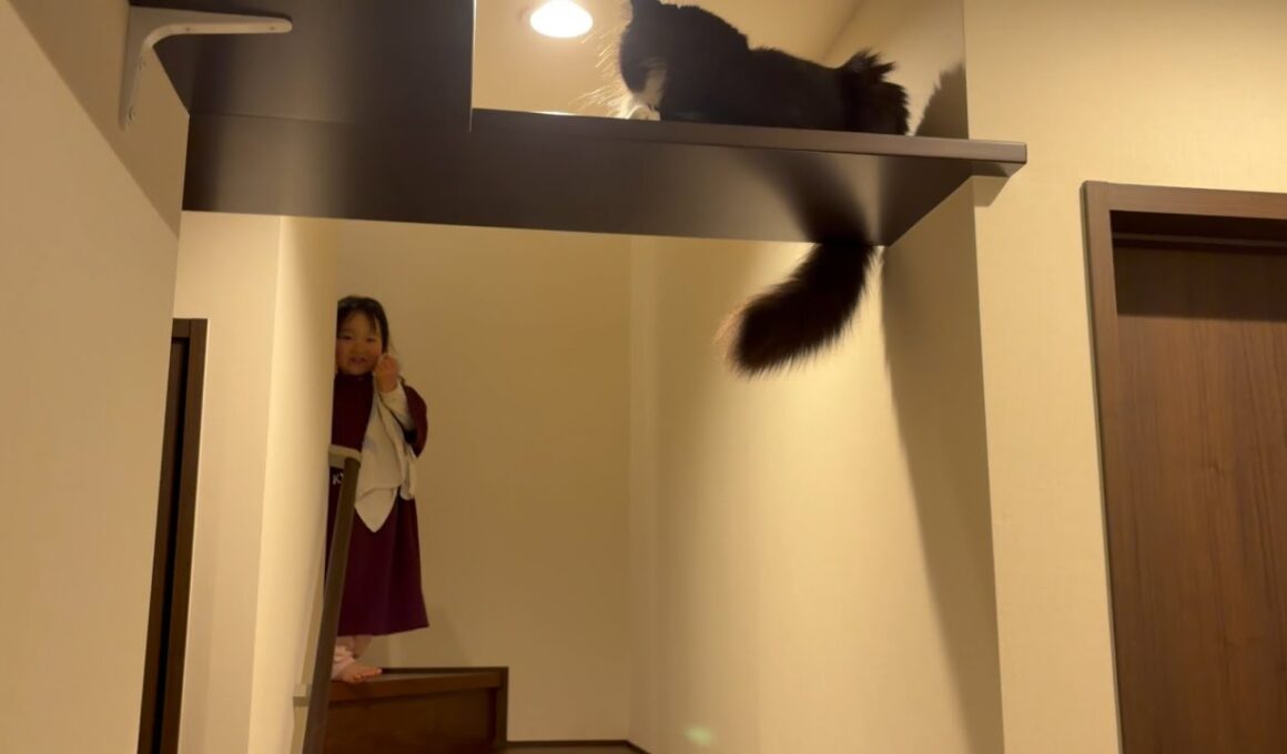 同居猫のダイエット活動を高みの見物する猫　ラガマフィン