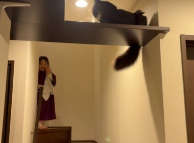 同居猫のダイエット活動を高みの見物する猫　ラガマフィン