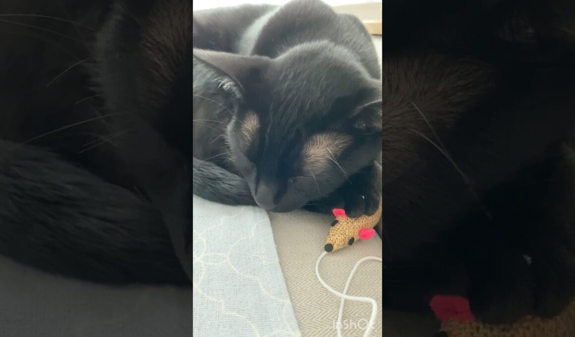 ネズミだいすき🐭黒猫ボンベイ　#cat #ねこ #ねこのいる暮らし #ねこのいる生活 #ねこ動画 #猫 #猫好きさんと繋がりたい #かわいい #癒やし #おもちゃ