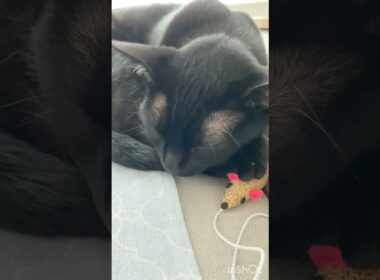 ネズミだいすき🐭黒猫ボンベイ　#cat #ねこ #ねこのいる暮らし #ねこのいる生活 #ねこ動画 #猫 #猫好きさんと繋がりたい #かわいい #癒やし #おもちゃ