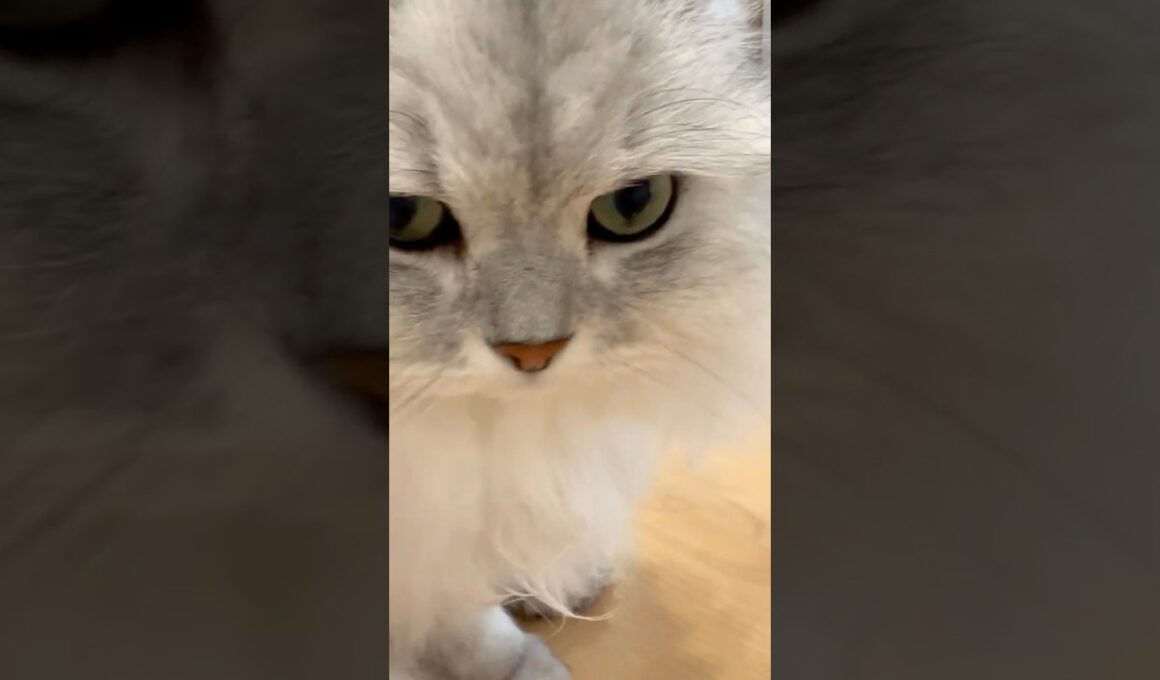 機嫌がいい時の猫のグルグル音 【サイベリアン】 #Shorts