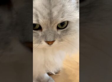 機嫌がいい時の猫のグルグル音 【サイベリアン】 #Shorts