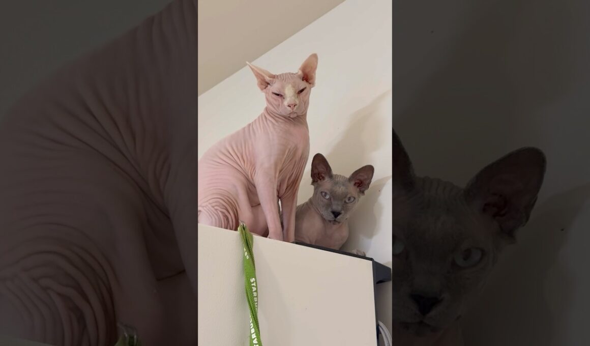 10時10分の目で見てくる猫たち【スフィンクス】