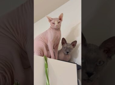 10時10分の目で見てくる猫たち【スフィンクス】