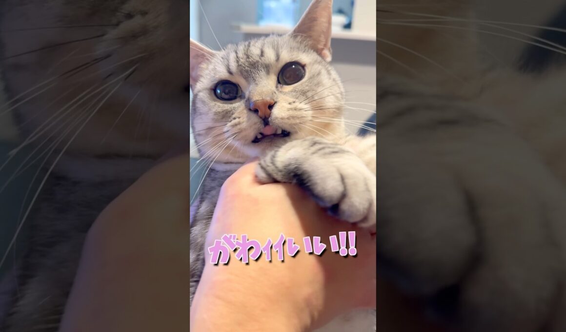 お出迎え猫がかわいすぎて発狂するママ...!! #cat #猫