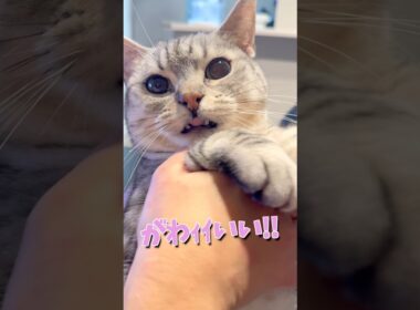 お出迎え猫がかわいすぎて発狂するママ...!! #cat #猫