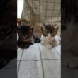 寝ぼけまなこのぼくたち😺😺 #cat #kitten #好きな子猫 #子ネコ #猫のいる暮らし #子猫 #gatto #猫好きさんと繋がりたい #保護猫 #cute  #kitty #animals