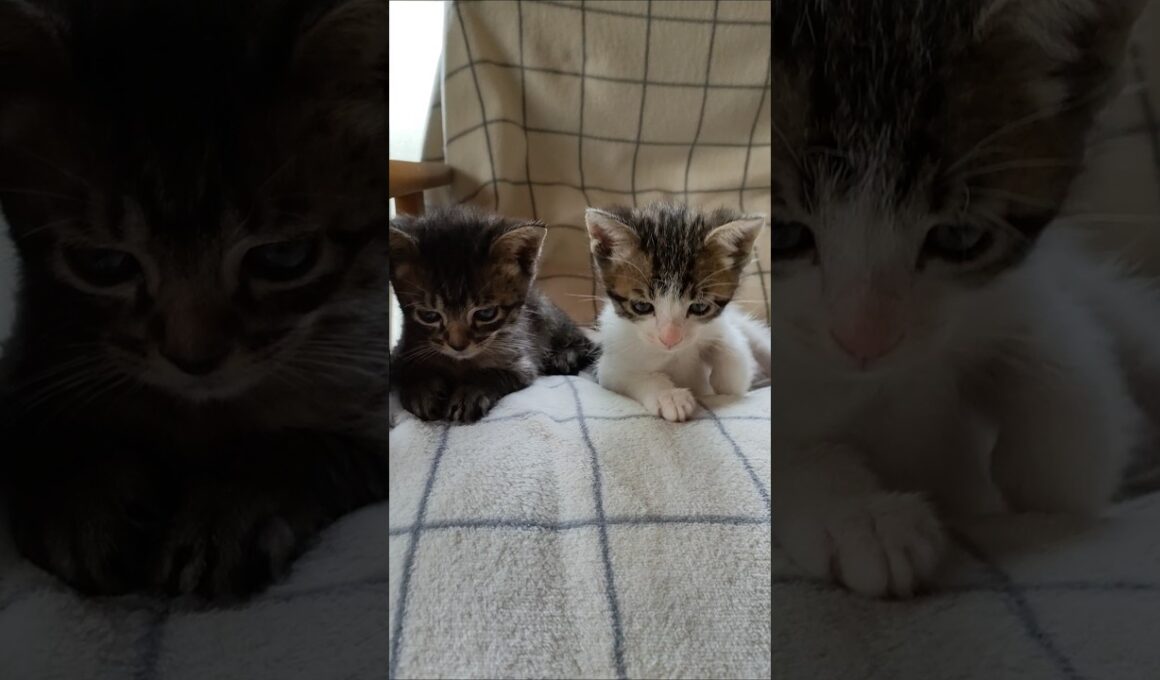 寝ぼけまなこのぼくたち😺😺 #cat #kitten #好きな子猫 #子ネコ #猫のいる暮らし #子猫 #gatto #猫好きさんと繋がりたい #保護猫 #cute  #kitty #animals