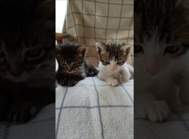 寝ぼけまなこのぼくたち😺😺 #cat #kitten #好きな子猫 #子ネコ #猫のいる暮らし #子猫 #gatto #猫好きさんと繋がりたい #保護猫 #cute  #kitty #animals