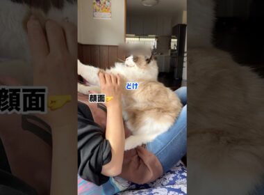 猫の機嫌を損ねてはいけない　#猫 #cat #ラグドール