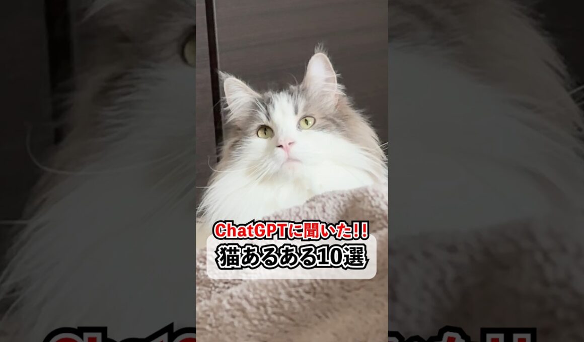 ChatGPTによるあるある、共感したらいいね❤️‍🔥#shorts #猫 #ラグドール #ノルウェージャンフォレストキャット