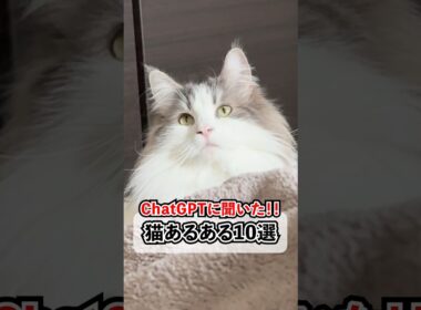 ChatGPTによるあるある、共感したらいいね❤️‍🔥#shorts #猫 #ラグドール #ノルウェージャンフォレストキャット