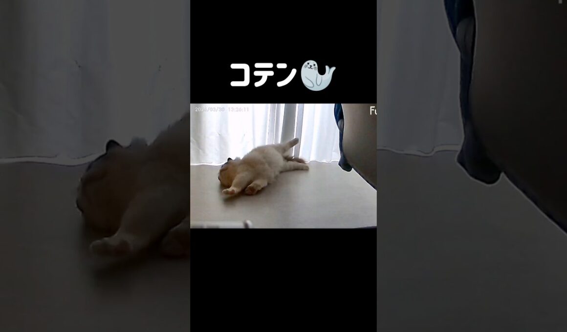 撫でろ🐱 #shorts #猫 #もふもふ #ラグドール #甘えん坊猫 #猫のいる暮らし